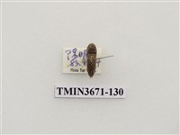 藏品(叩頭蟲(2))的圖片